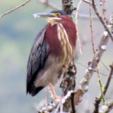 Green Heron along the Shawmut Trail